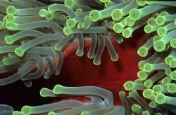 Anemone.60mm. by Derek Haslam 